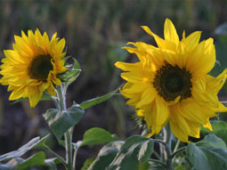 Sonnenblumen - feldfrische Blumen direkt aus dem Bauerngarten
