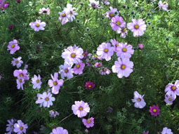 Cosmea  - ein reichhaltiges Blumenangebot