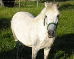 Unser Pferd Franzl